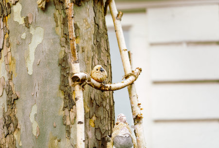 Two birds perched on tree branch in urban setting.