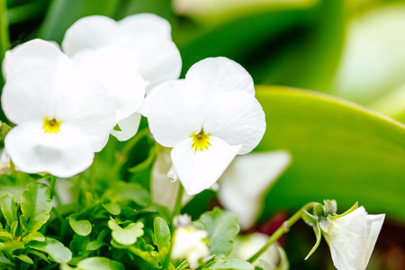 Close-up of white pansy flowers in lush greenery.