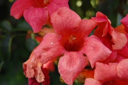 Campsis, trumpet creeper, trumpet vine. It's on  is a famous and beautiful of flowering plantsの写真素材