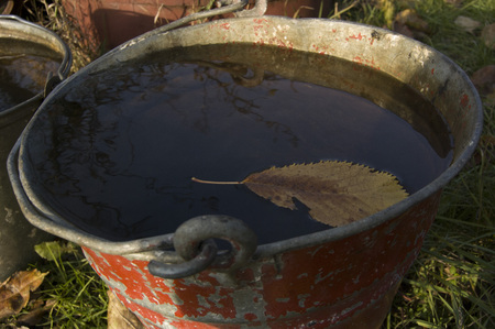 fallen leaf at the water in bucket.の写真素材