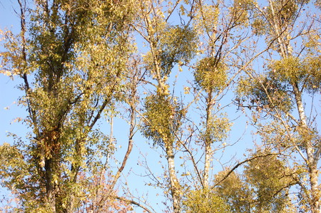 Mistletoe , Viscum and blue sky background in autumnの写真素材