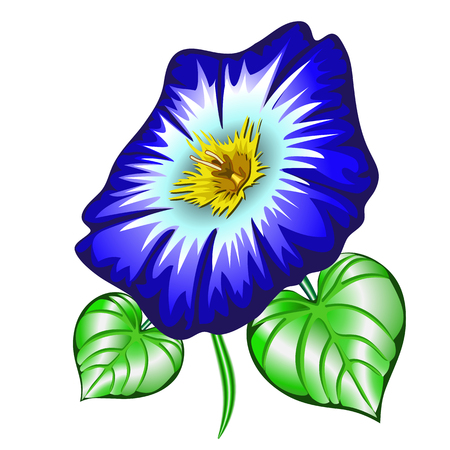 Flower Ipomoea, Morning Glory on white backgroundのイラスト素材