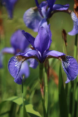 Single blue purple iris sibirica flower in the gardenの写真素材