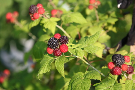 Black raspberries ,Rubus occidentalis, ripening at the tip of a cane in a home gardenの写真素材