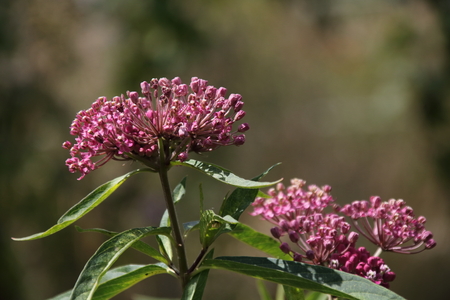 Asclepias syriaca ,,Milkweed American in the gardenの写真素材