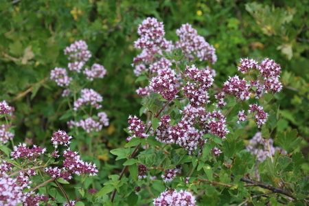 Common thyme flowers. Pink garden thyme ,Thymus vulgaris, Medicinal plant in gardenの写真素材