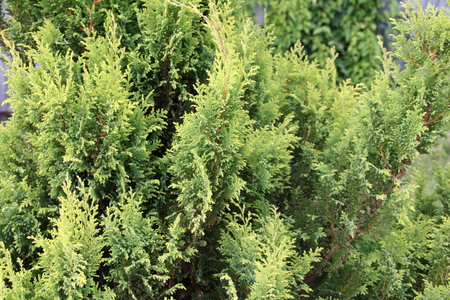 Chamaecyparis cypress or false cypress is apopular plantの写真素材