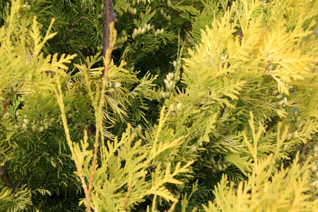 Chamaecyparis cypress or false cypress is apopular plantの写真素材
