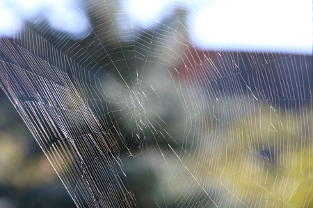 The spider web , cobweb, in the morning lightの写真素材