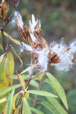 Milkweed Pods with Seeds Being Dispersed in the Windの写真素材