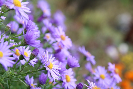 beautiful flower blue aster. in the autumn gardenの写真素材