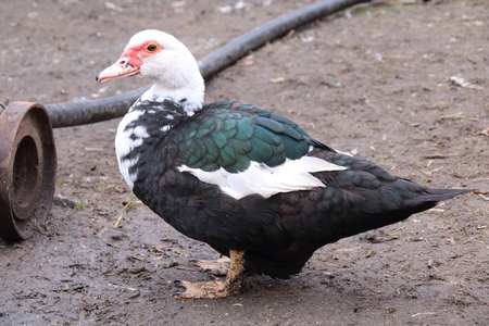 Muscovy duck on the village backyard in the autumnの写真素材