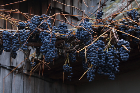 Grapevines without leaves in end of autumnの写真素材