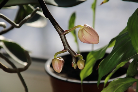 Bud of Orchid flowersの写真素材