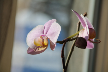 Branch of the orchid flowersの写真素材