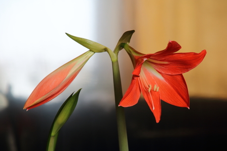 Orange flowers Hippeastrum or Amaryllisの写真素材