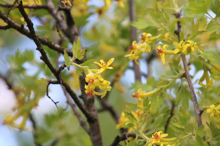 Yellow flowers of jostaberryの写真素材