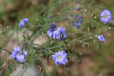 Blue flax flowers or lint, Linum perenne