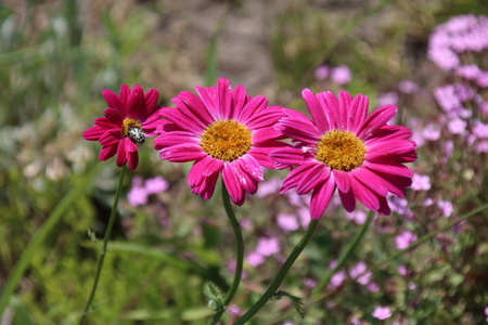 Painted Daisy Robinsons Red, flower or Pyrethrum, Chrysanthemumの写真素材