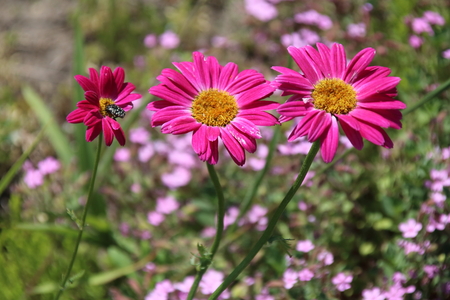 Painted Daisy Robinsons Red, flower or Pyrethrum, Chrysanthemumの写真素材