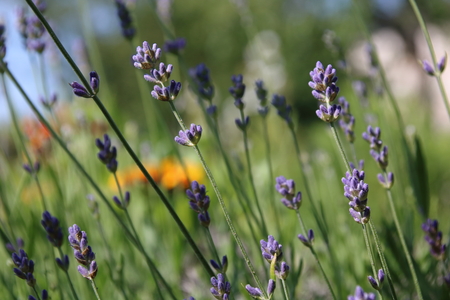 Lavender is one of famous flower in the gardenの写真素材