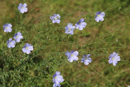 Blue flax flowers or lint, Linum perenneの写真素材