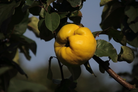 Chaenomeles japonicaの写真素材