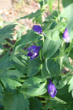 Delphinium is a perennial flower in the gardenの写真素材