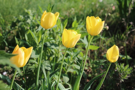 Group of blooming yellow tulipsの写真素材