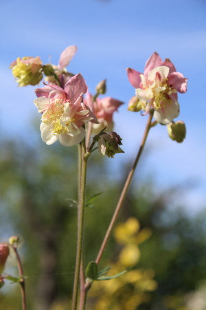 Pink Columbine flowerの写真素材