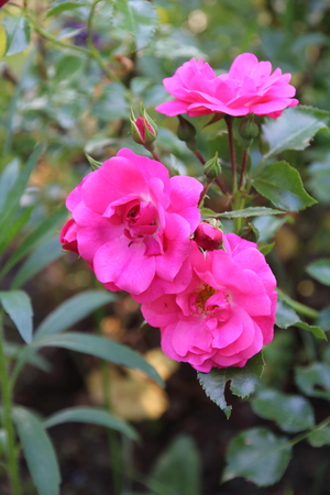 Beautiful pink rose in a gardenの写真素材