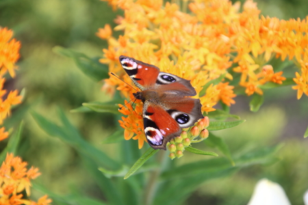 Asclepias tuberosa on Butterfly weed. Butterfly weed is a species of milkweed with clustered orange flowers from early summer to early autumn.の写真素材