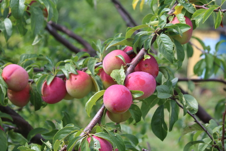 Violet plum branch in the summer gardenの写真素材