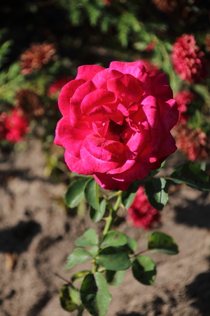 Beautiful pink rose in a gardenの写真素材