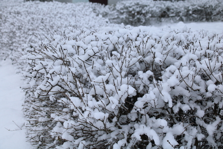 The snow on a branch in the winter.の写真素材