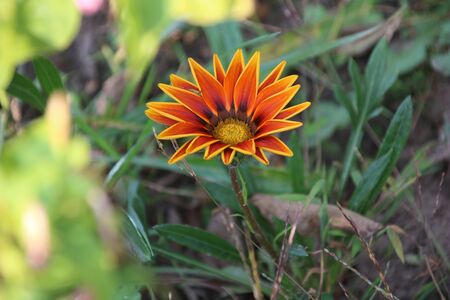 Gazania flower or treasure flowers in the summer gardenの写真素材