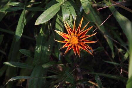 Gazania flower or treasure flowers in the summer gardenの写真素材