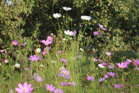 Cosmea is most popular flower in the gardenの写真素材