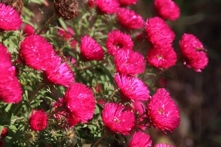 Red perennial aster blooming in the gardenの写真素材