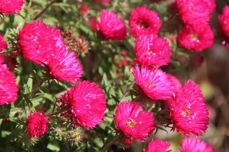 Red perennial aster blooming in the gardenの写真素材