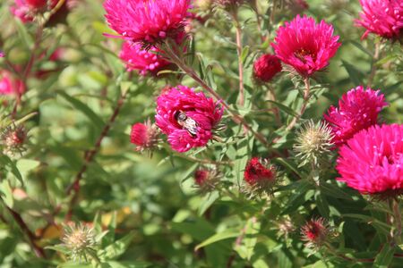 Red perennial aster blooming in the gardenの写真素材