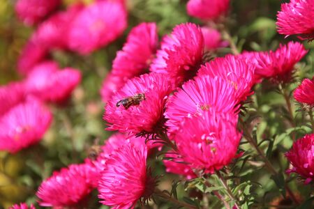 Red perennial aster blooming in the gardenの写真素材