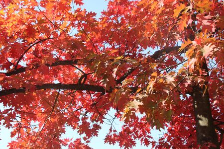 Autumn, red, yellow maple tree, autumnal ornament, fall background, sun through leavesの写真素材