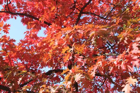 Autumn, red, yellow maple tree, autumnal ornament, fall background, sun through leavesの写真素材