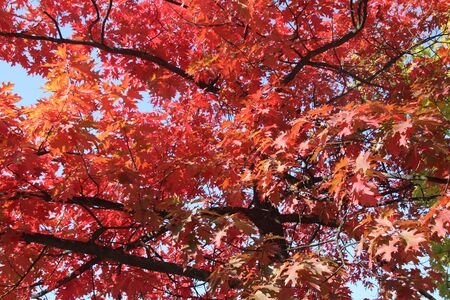 Autumn, red, yellow maple tree, autumnal ornament, fall background, sun through leavesの写真素材
