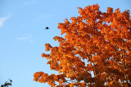Autumn, red, yellow maple tree, autumnal ornament, fall background, sun through leavesの写真素材