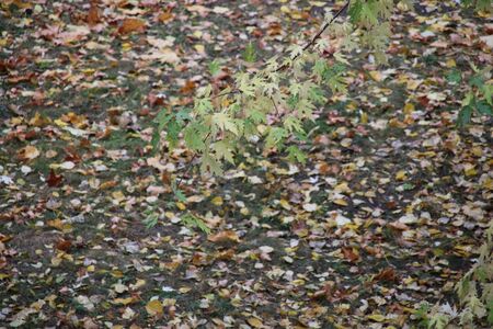 Branch with maple leaves against the background of fallen leavesの写真素材