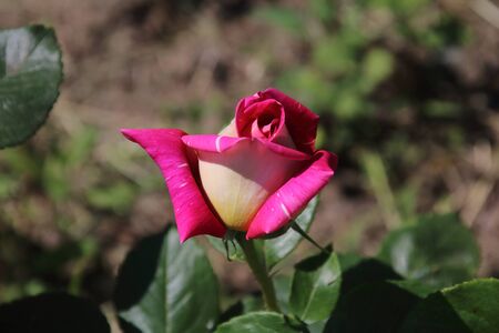 Beautiful pink rose in a gardenの写真素材