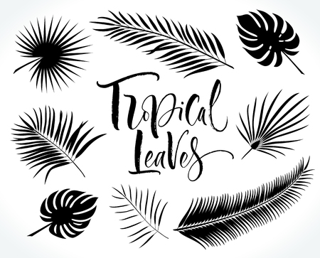 Tropical Palm Leaves Silhouettesの写真素材