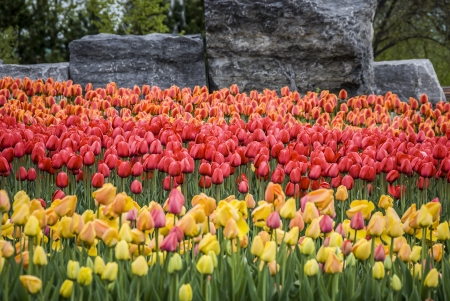 Yellow blooming tulip in the meadowの写真素材